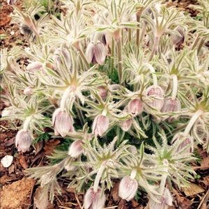 Meet your Posher, Yeounhee